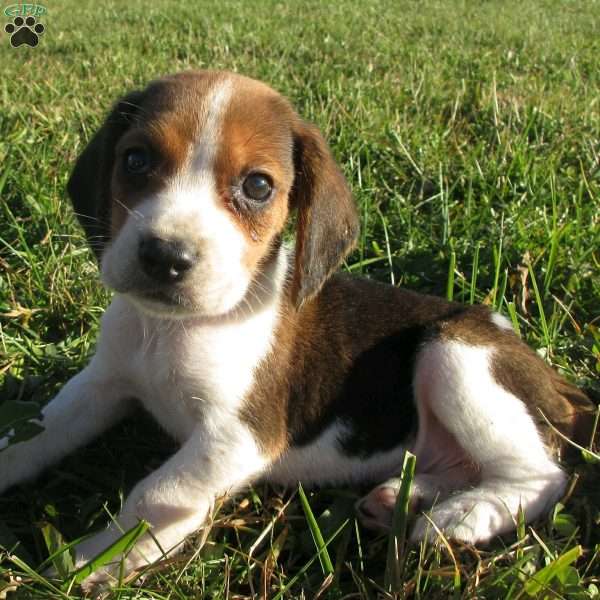 Lincoln, Beagle Mix Puppy